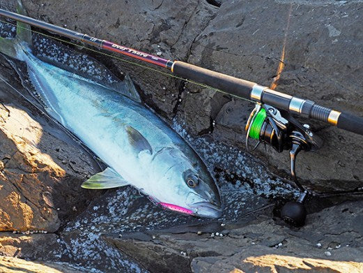 Макара Daiwa 22 CALDIA SW (JP) с риболовен прът и уловена риба в скалиста местност