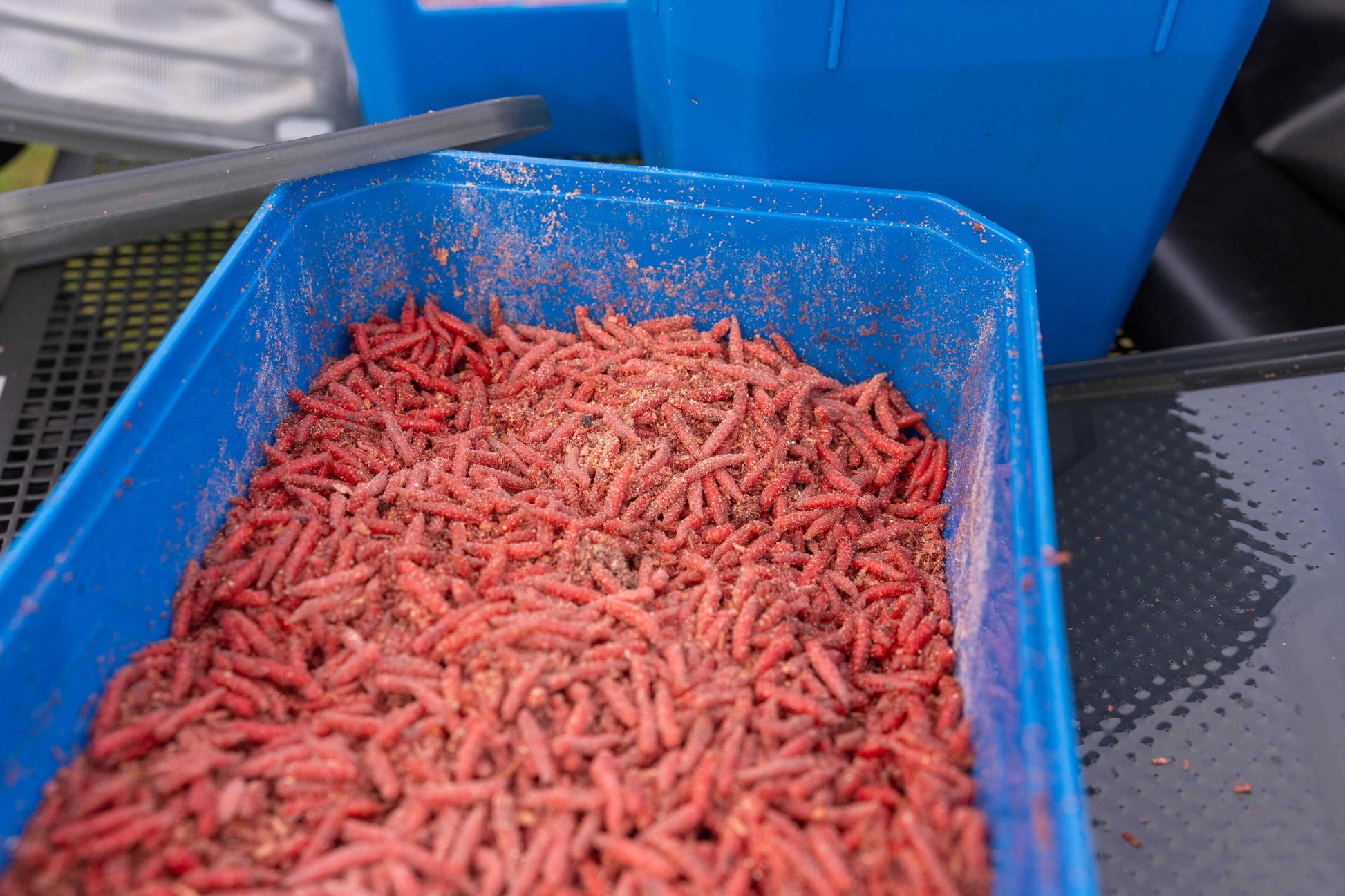 Кутия за стръв PRESTON 6PT BAIT TUB с червена стръв в синя кутия за риболов.