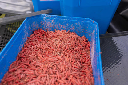 Кутия за стръв PRESTON 6PT BAIT TUB с червена стръв в синя кутия за риболов.