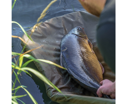 Карп дюшек - AVID REVOLVE FOLDING FLAT MAT with a fish on the bank, surrounded by water and greenery.