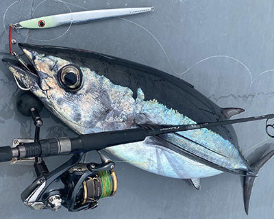 Макара Daiwa 22 CALDIA SW (JP) с улов от риба и рибарски такъм, показваща мощността на макарата.
