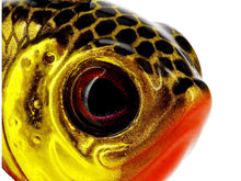 Спинер Westin DropBite Tungsten Spin Tail Jig с детайлна визия на главата на воблер.