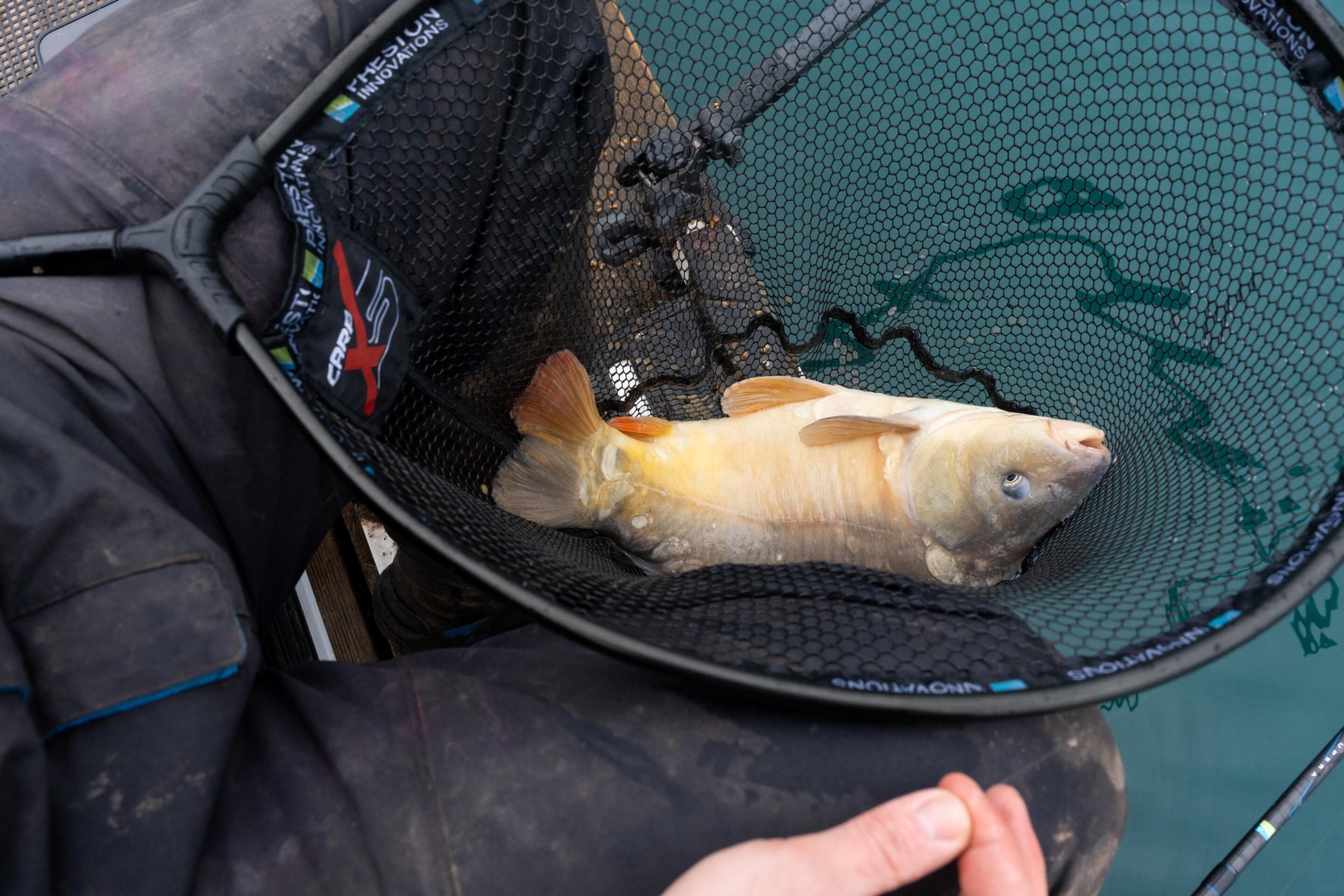 Глава за кеп PRESTON Carp XS Landing Net with a carp fish ready for catch.