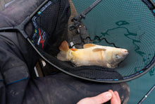 Глава за кеп PRESTON Carp XS Landing Net with a carp fish ready for catch.