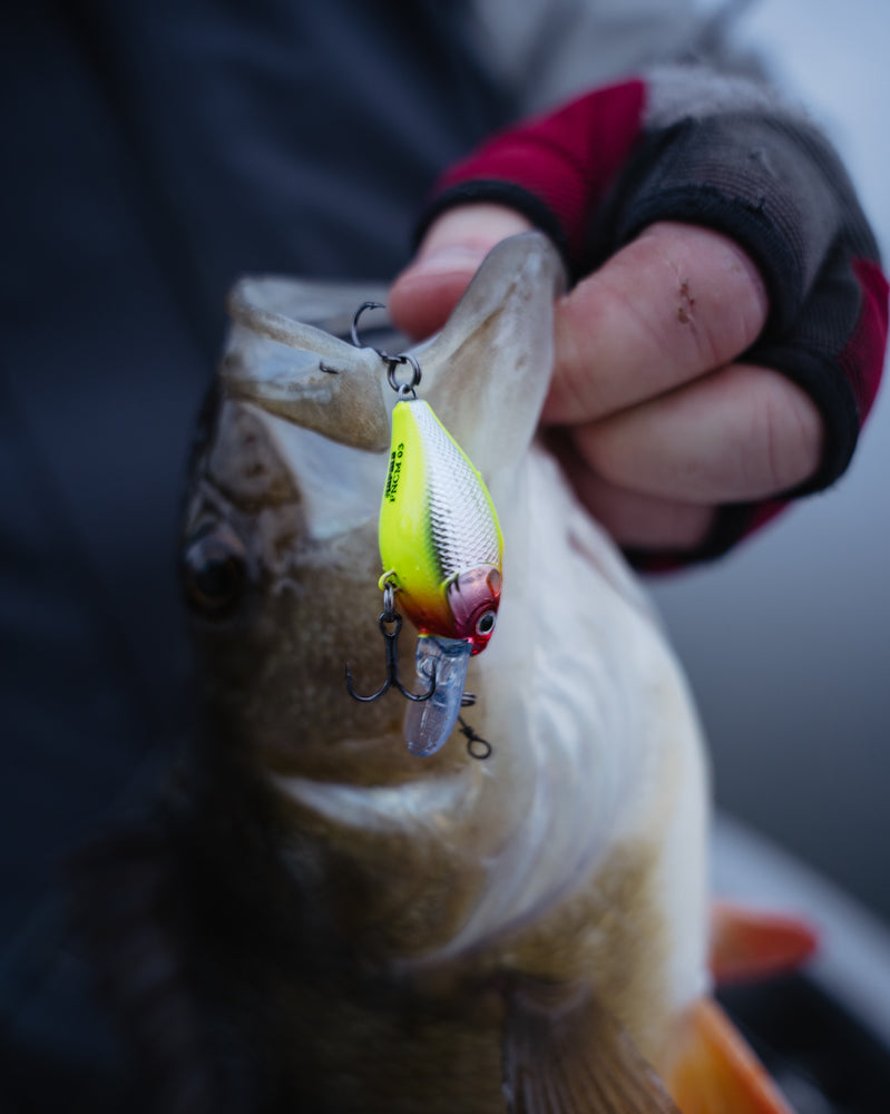 Воблер RAPALA X-Light® Crank Mid Runner - 3.5cm/4gr на рыбе, пойманный на рыбалке.