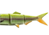 резервно тяло - rainbow trout